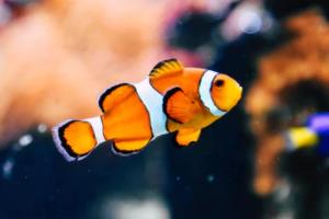 足球世界杯冠军，从1970到现在的辉煌历程历届足球世界杯冠军